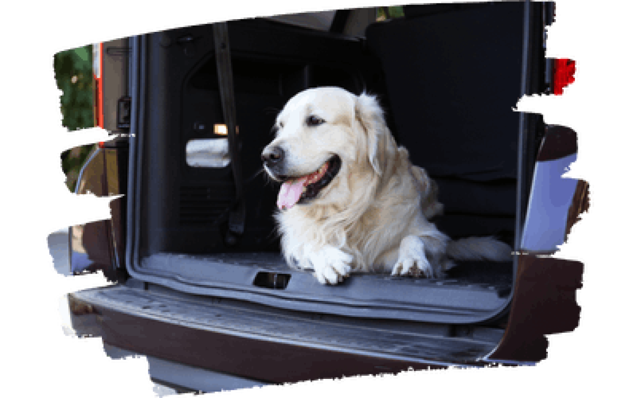 Taxi para Mascotas en Barcelona | ☎️ Reserva por WhatsApp o Teléfono